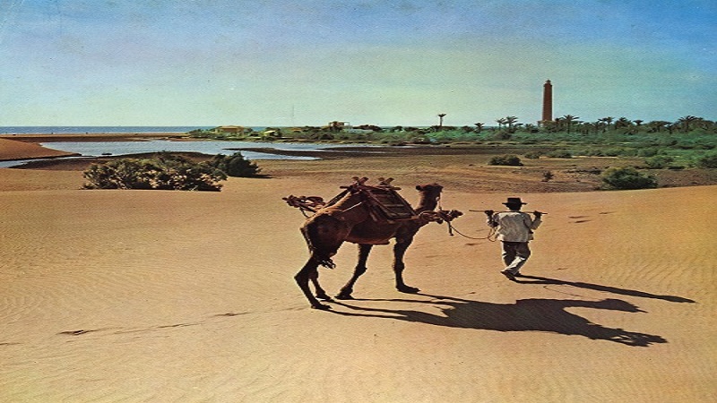 Camellos, del arado al chárter turístico