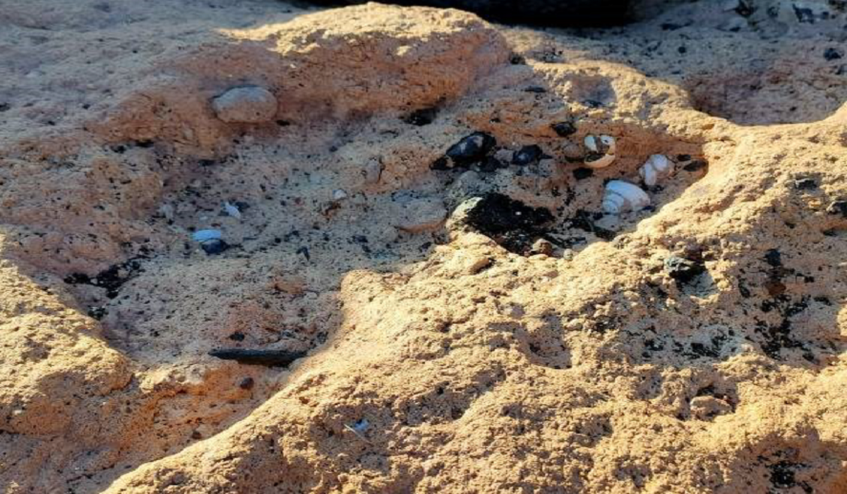La Laguna protegerá y pondrá en valor el yacimiento paleontológico de San Juanito, una ‘foto’ de la Punta del Hidalgo de hace 120.000 años