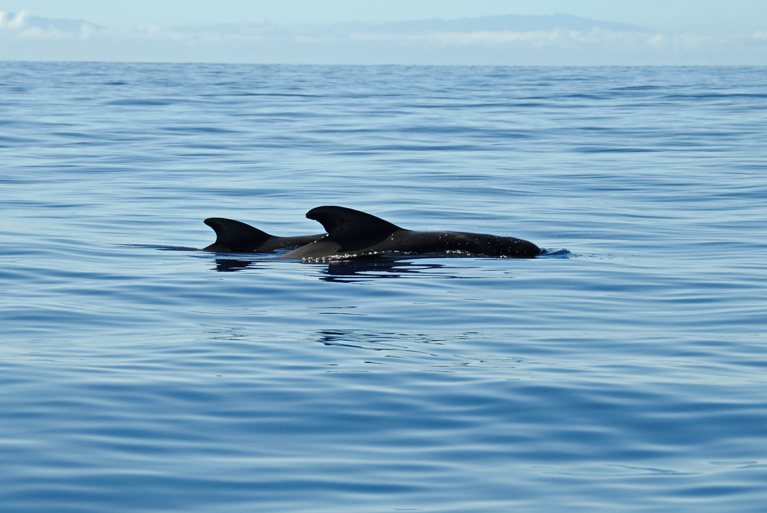 La Asociación Amigos del MUNA organiza un nuevo avistamiento de cetáceos en memoria de Manolo Carrillo