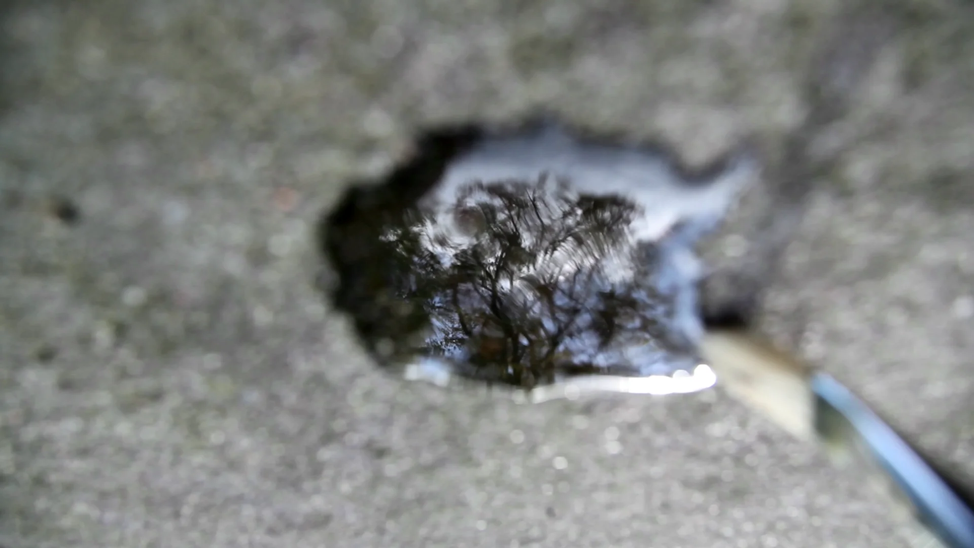 El proyecto impulsado por La Pinochera cierra su edición con un encuentro entre árboles, cine y comunidad con la proyección de tres cortometrajes en CCA Gran Canaria-Centro de Cultural Audiovisual