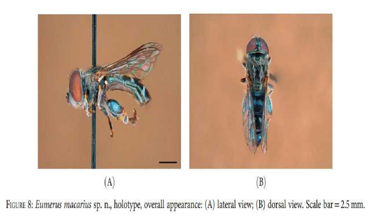 Museos de Tenerife anuncia una nueva especie endémica en las Islas Canarias