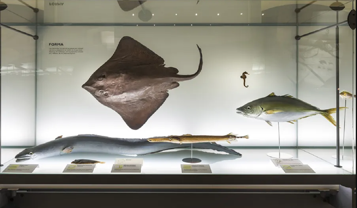El MUNA acerca los secretos del mar en el taller online ‘Diálogos de sal’ y la charla ‘Tesoros marinos presentes en las colecciones del Museo de Ciencias Naturales de Tenerife’