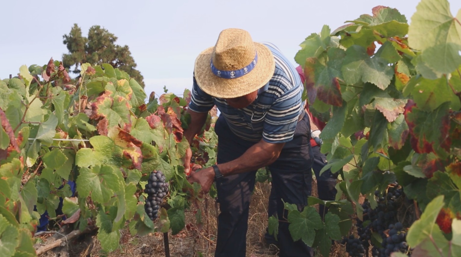 Los Realejos acoge el preestreno de un documental sobre guachinches producido por el IPNA-CSIC